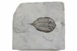 Dalmanites Trilobite Fossil - New York #357129-1